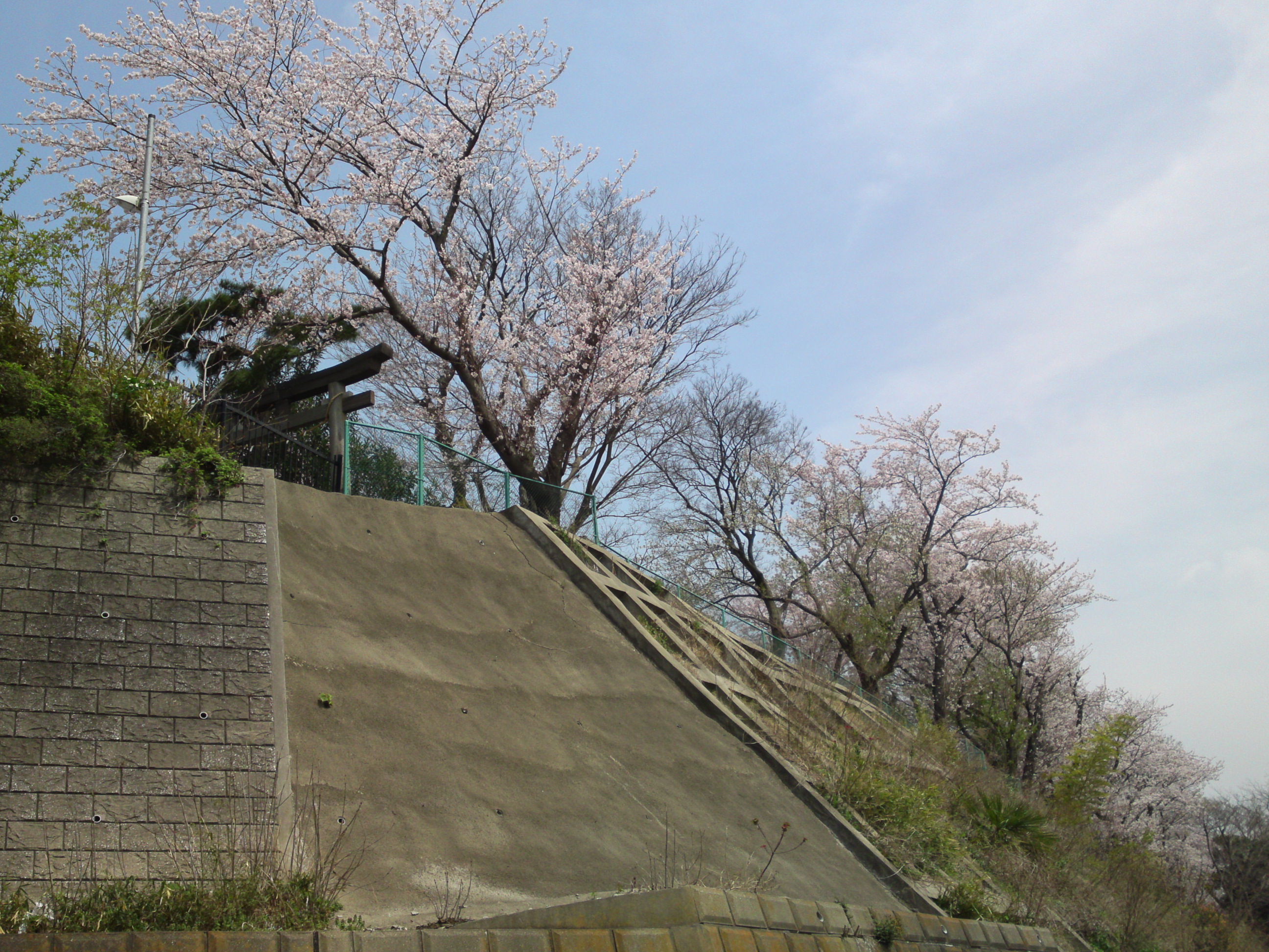 白幡神社に咲く桜１