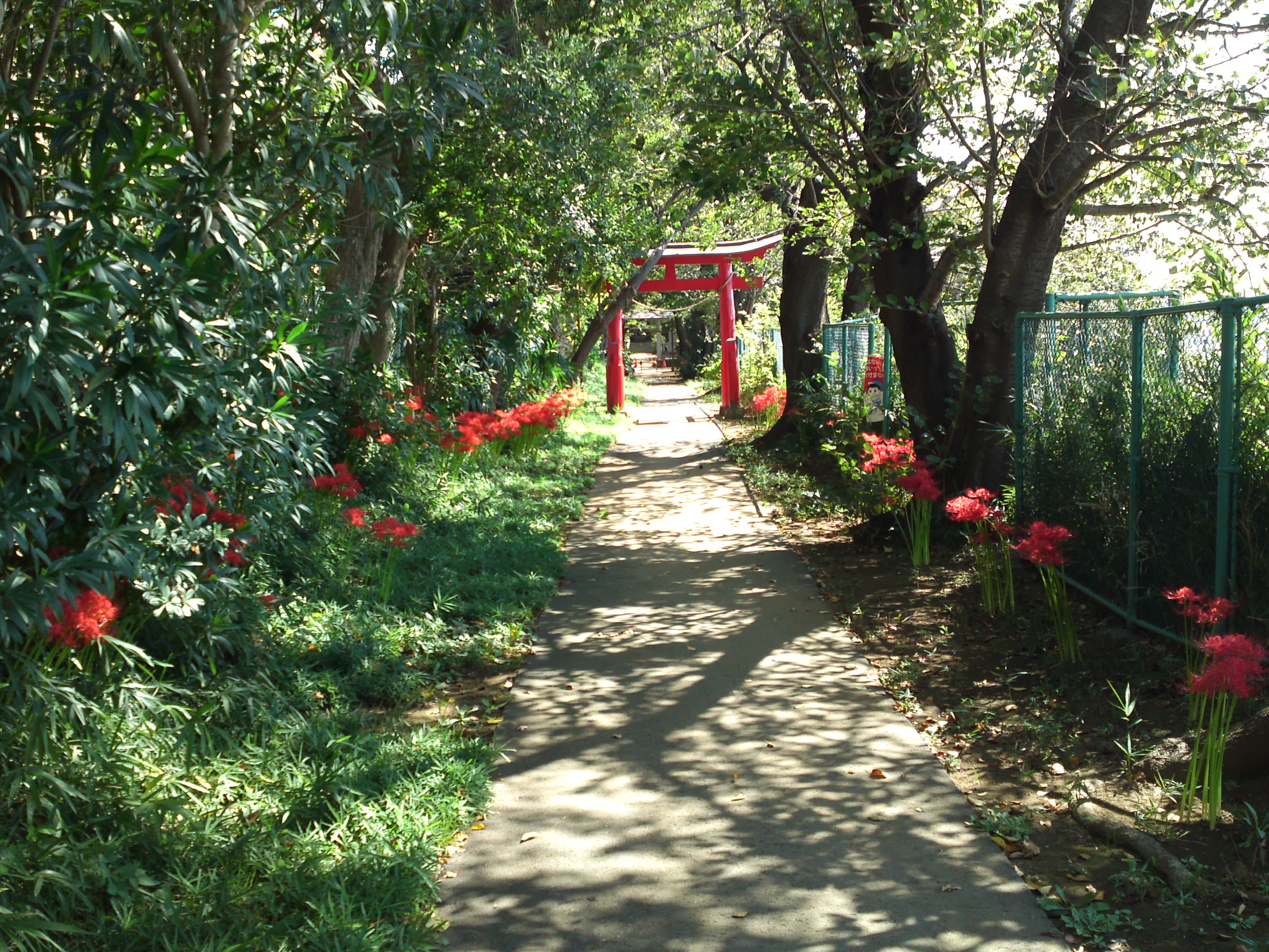 彼岸花の咲く白幡神社の参道