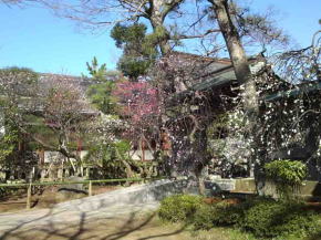 the plum trees in Shirahata Tenjin Shrine