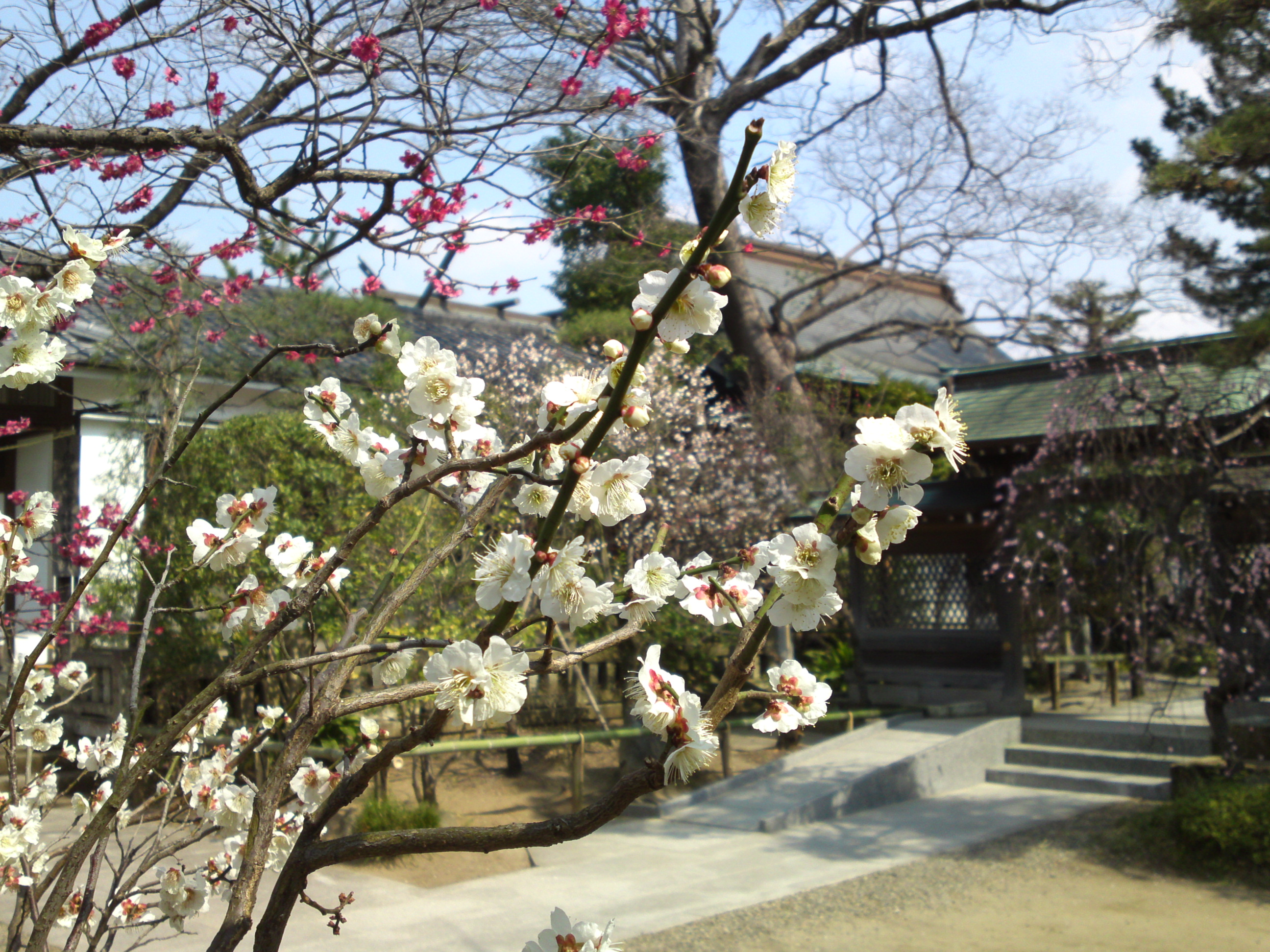 白幡天神社の梅園