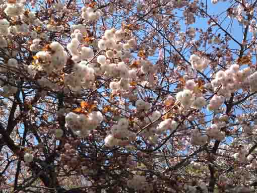 唱行寺に咲く八重桜