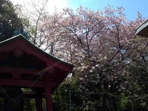 cherry blossoms in Shogyoji