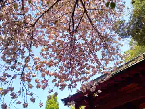 唱行寺の鐘楼堂と八重桜