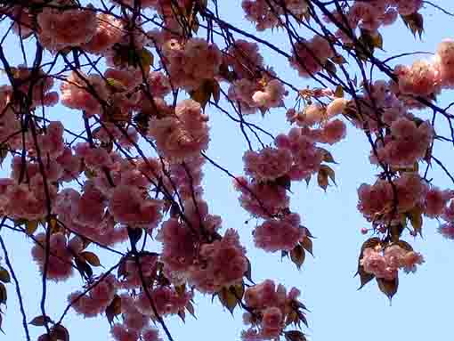 天高く咲く唱行寺の八重桜２