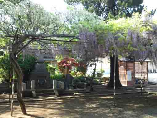 the wisteria trellis in Shogyoji Temple