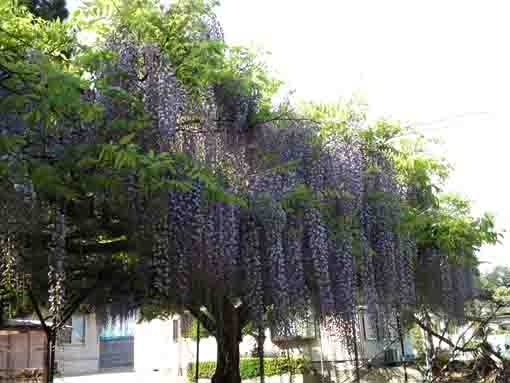 deep purple wisteria flowers