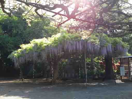 wisteria trellis in the fine day