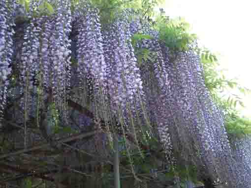 wisteria blossoms fully blooming