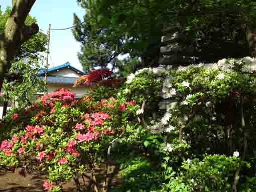 some colors of azaleas in Shogyoji