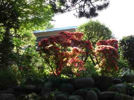 red azaleas in Shogyoji Temple