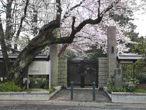 cherry blossoms over the gate of Soneiji