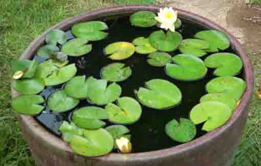 water lilies flooting on the jar
