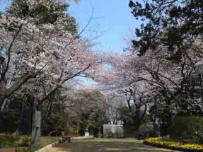 須和田公園に咲く桜の花２