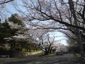 the cherry blosssoms in Suwada Park