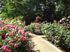 a path covered with roses