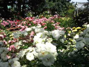 須和田公園を彩るバラの花6