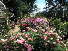 colorful roses in Suwada Park