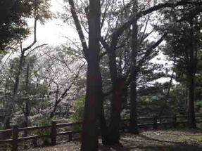 須和田公園に咲く桜の花３
