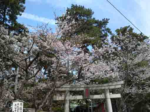 cherry blossoms over the torii gate