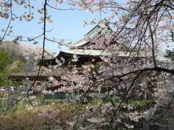Cherry blossoms and the pond