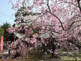 Tekona Reishindo Shrine and sakura