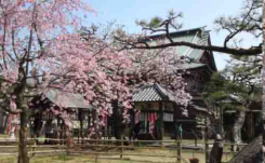 cherry blossoms in Tekona