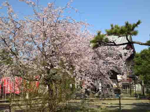 a weeping cherry tree and Tekona Reishindo