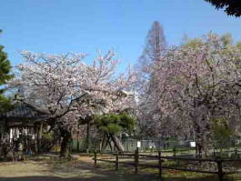 Tekona Reishindo Hall in spring