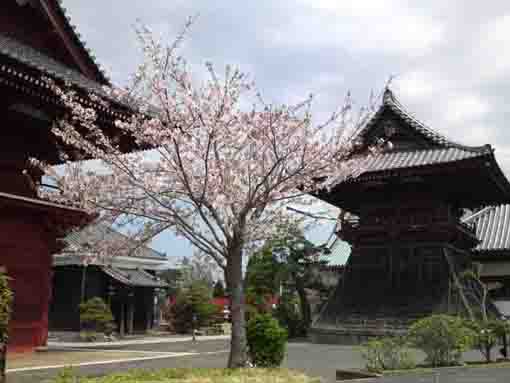 徳願寺の鐘楼堂と桜