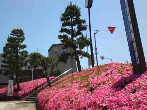 pine trees and pink azalea flowers