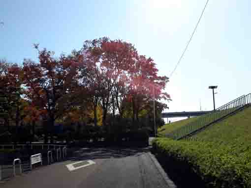 the view under the bank of Shinnakagawa