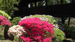 Azalea blossoms in front of the Ugajin-do