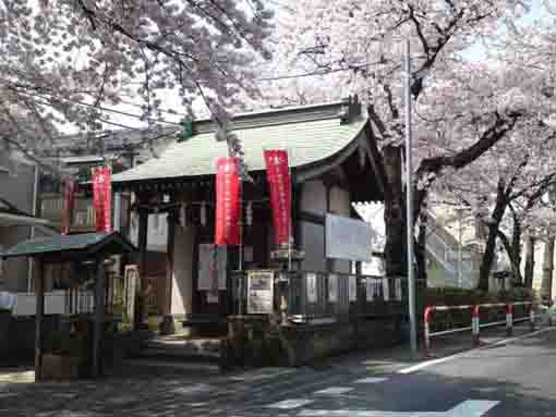 cherry blossoms and Ukishima Benzaiten