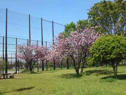 yaesakura blossoms in Ukita Park