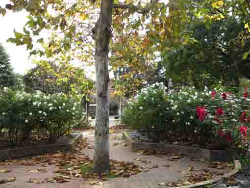 the rose garden in Ukita Higashi Park