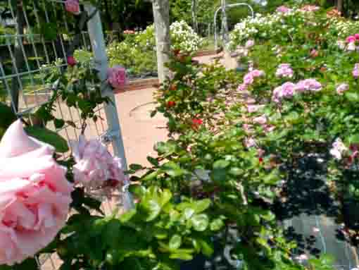 宇喜田東公園のアーチとバラ園に咲くピンクのバラ