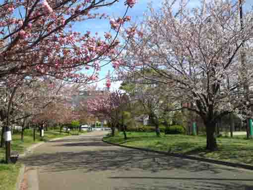 two kinds of cherry blossoms in Ukita Park