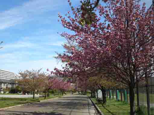 sakura blossoms blooming in Ukita Park