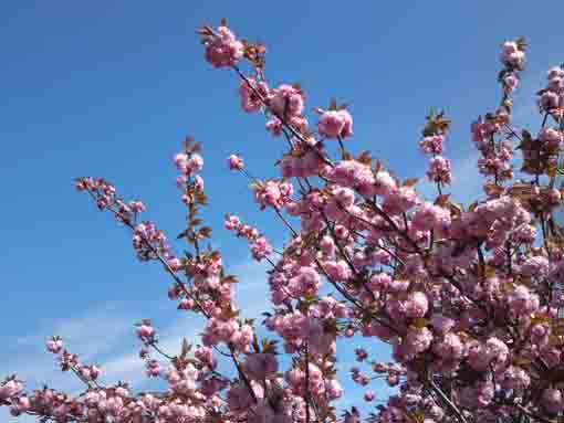 cherry blosssoms in the blue sky