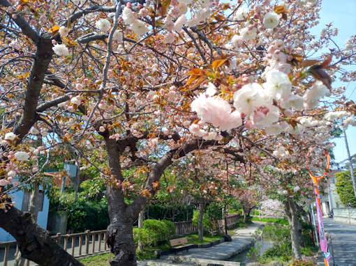 令和６年古川親水公園牡丹桜開花