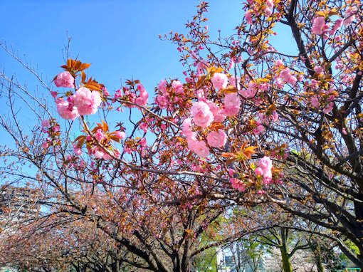 令和６年亀戸中央公園八重桜開花