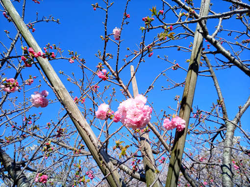 令和６年小松川千本桜公園八重桜開花