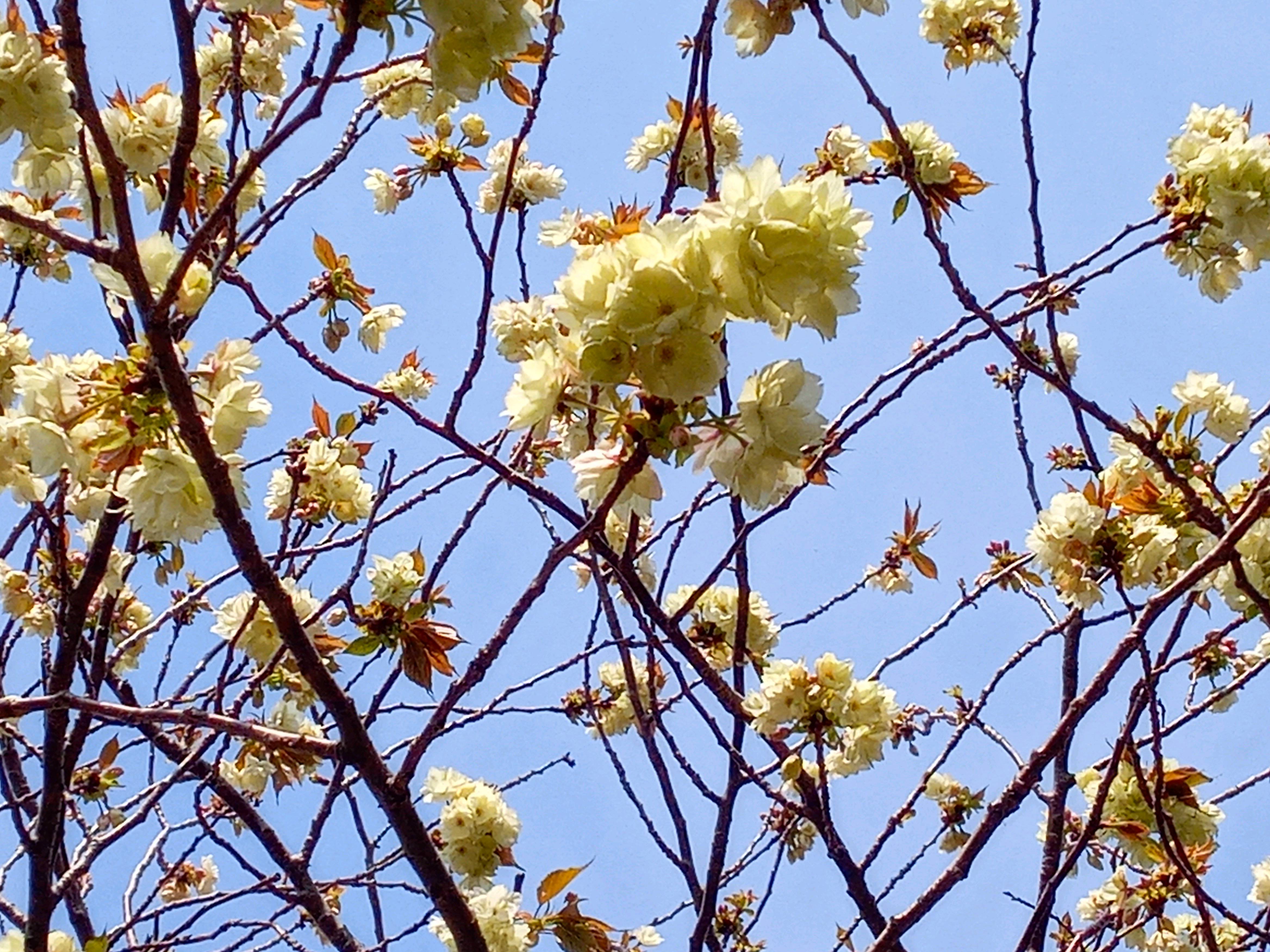 令和５年荒川土手で開花した緑色の桜