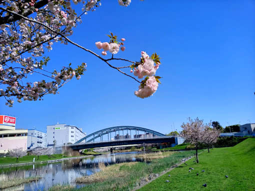 令和６年旧中川河川敷八重桜開花