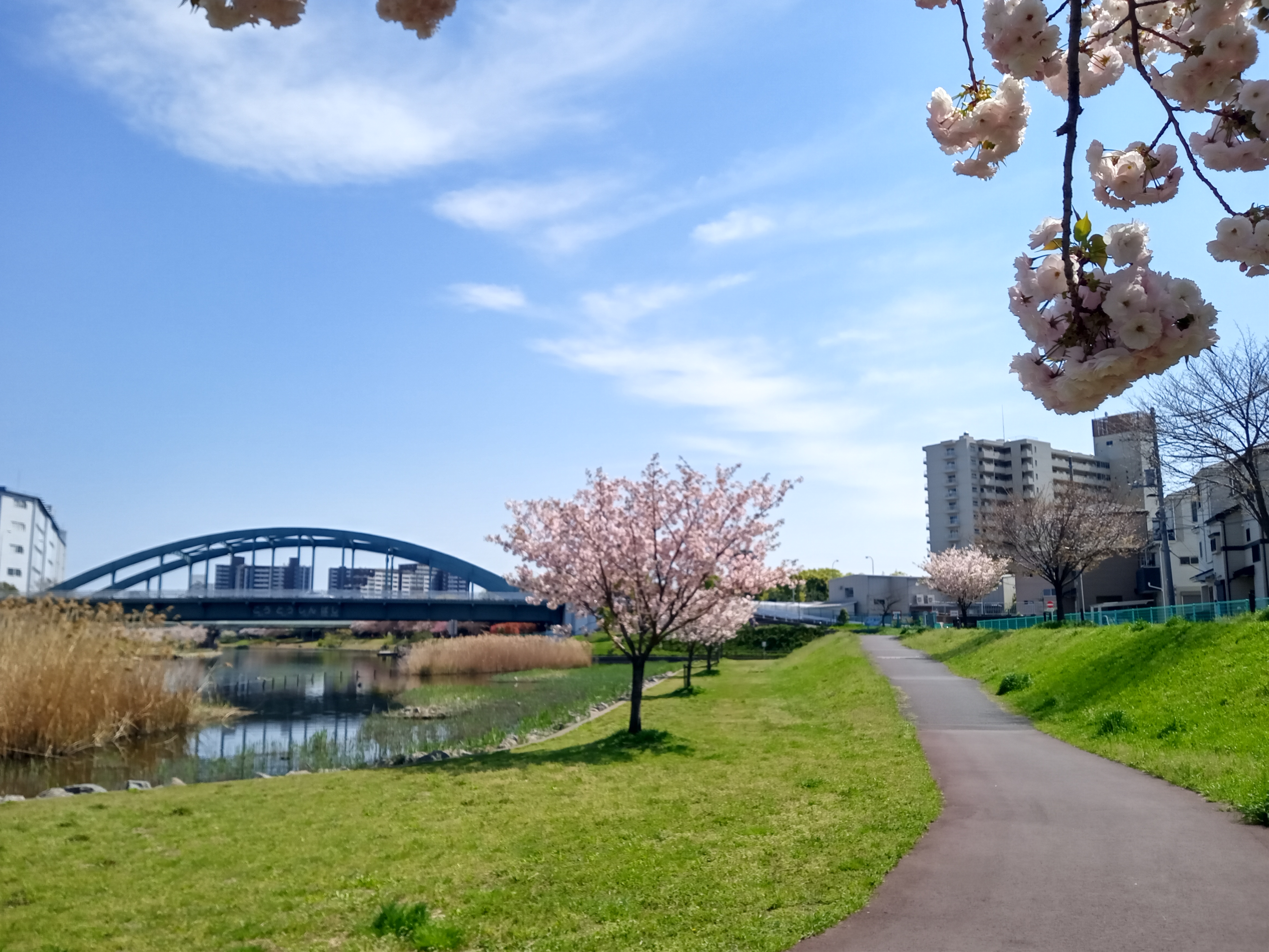 令和５年旧中川河川敷で開花した牡丹桜