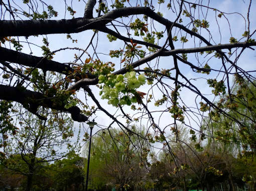 令和６年篠崎公園緑色の八重桜開花