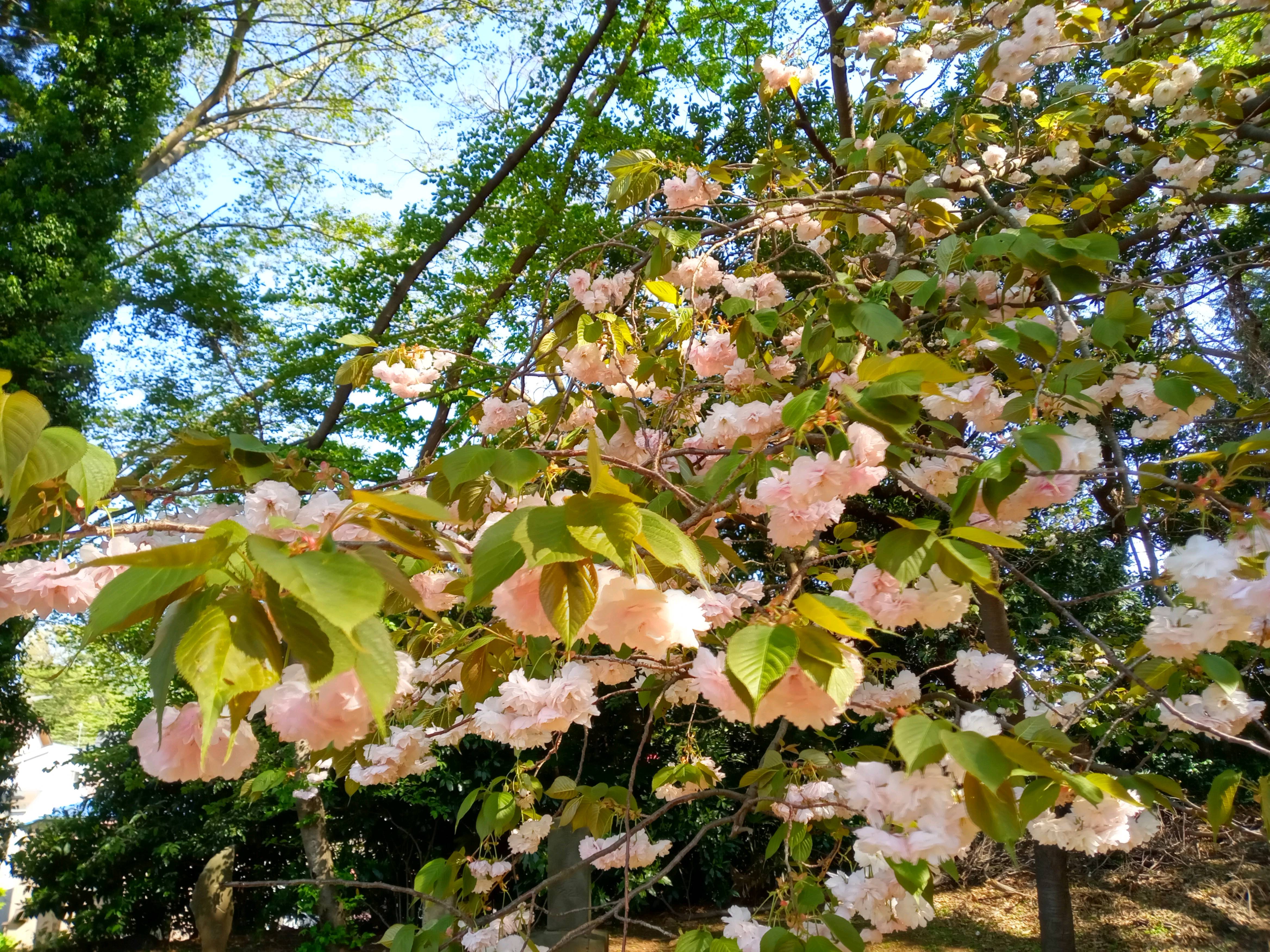 令和５年唱行寺満開の八重桜