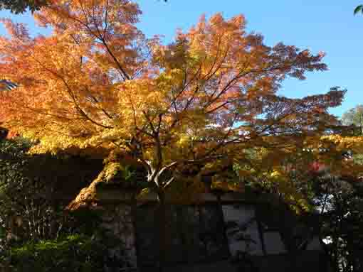 yellow leaves in the blue sky in Daiunji