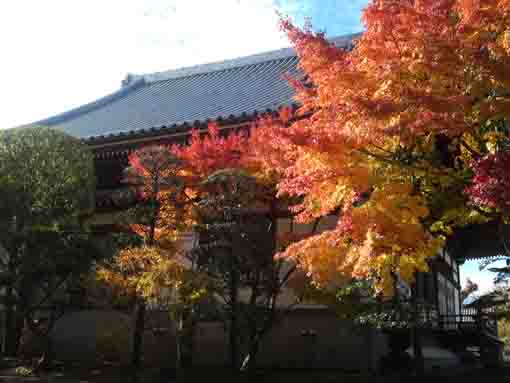 colored leaves behind the main hall