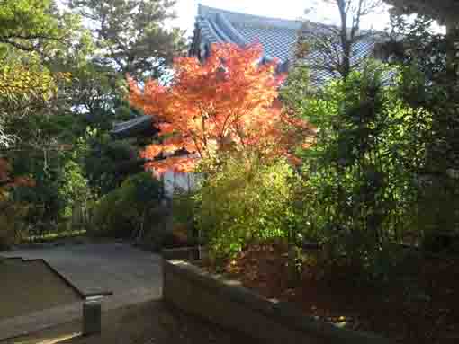 colored leaves before a bridge in Daiunji